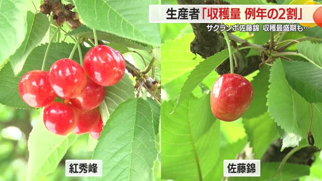 【今年の不作は、これまで経験がないほどにひどい】「収穫量は例年の2割」　サクランボの佐藤錦の収穫最盛期も・・・予想収穫量、高温障害が発生すればさらに減収の可能性も.